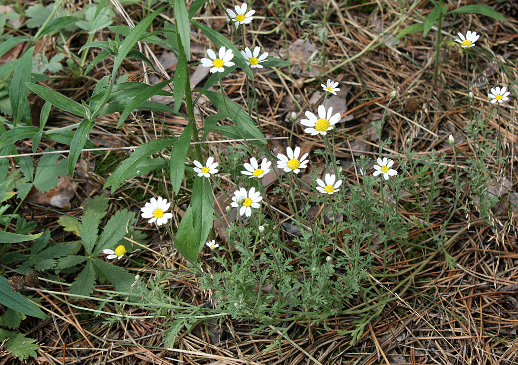 Изображение особи Anthemis ruthenica.