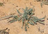 Astragalus longipetalus. Плодоносящее растение. Дагестан, Кумторкалинский р-н, окр. с. Коркмаскала, песчаная степь. 22 мая 2022 г.