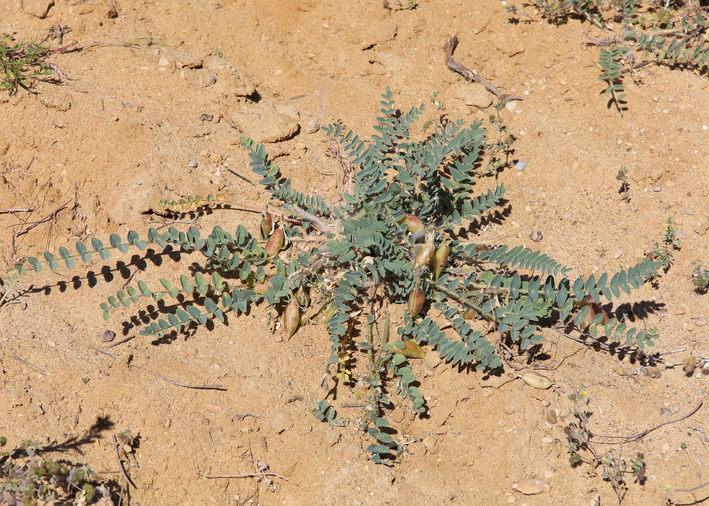 Изображение особи Astragalus longipetalus.