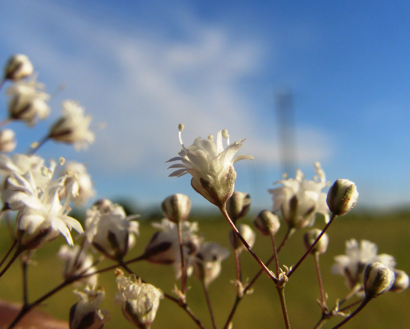 Изображение особи Gypsophila paniculata.