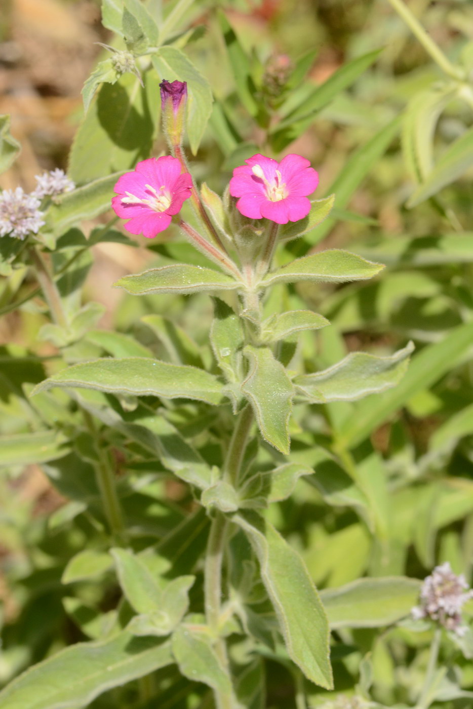 Image of Epilobium hirsutum specimen.