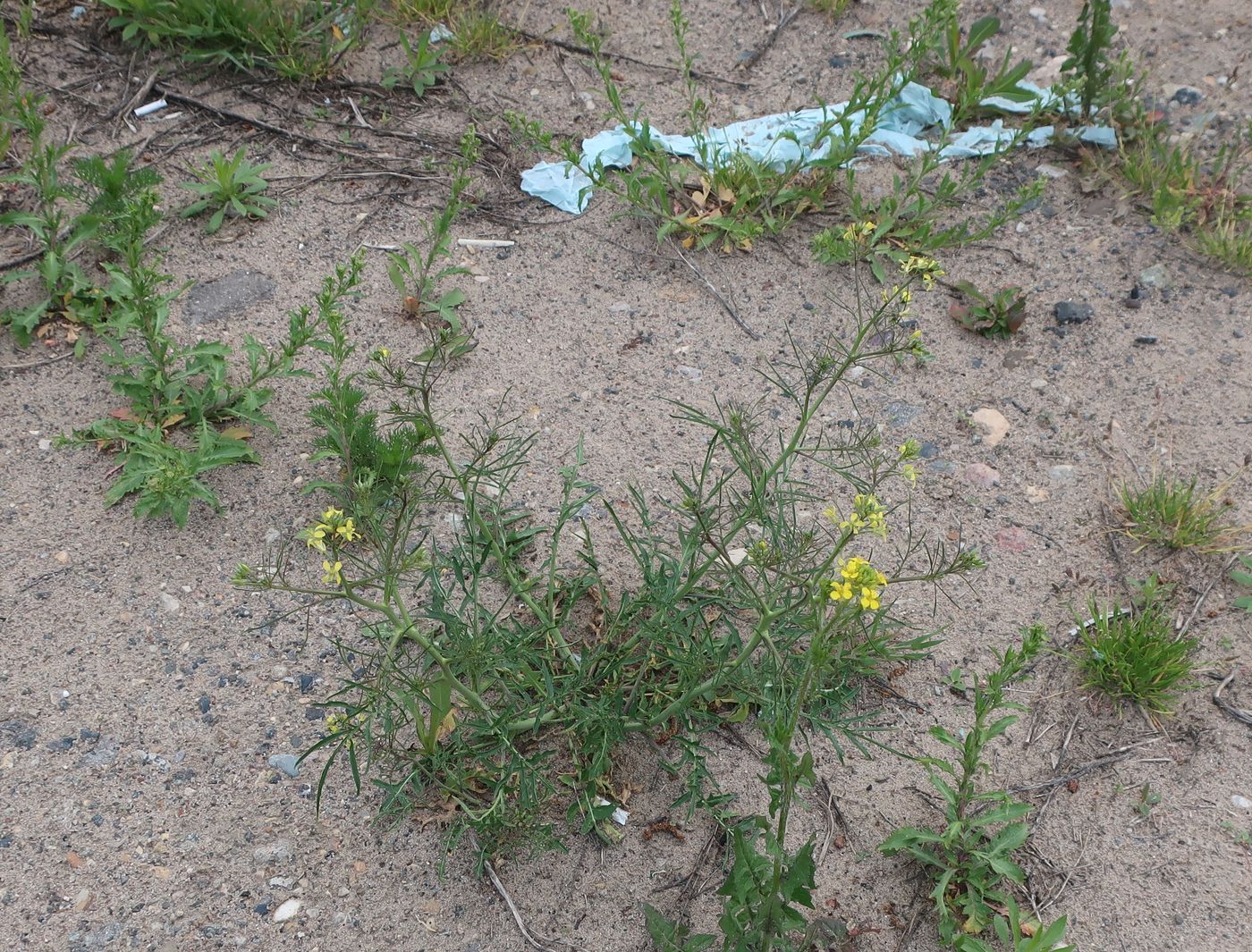 Изображение особи Sisymbrium altissimum.