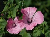 Malva trimestris