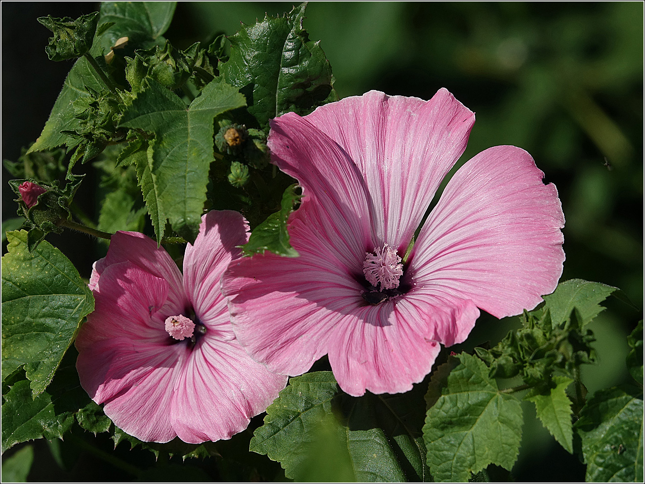 Изображение особи Malva trimestris.