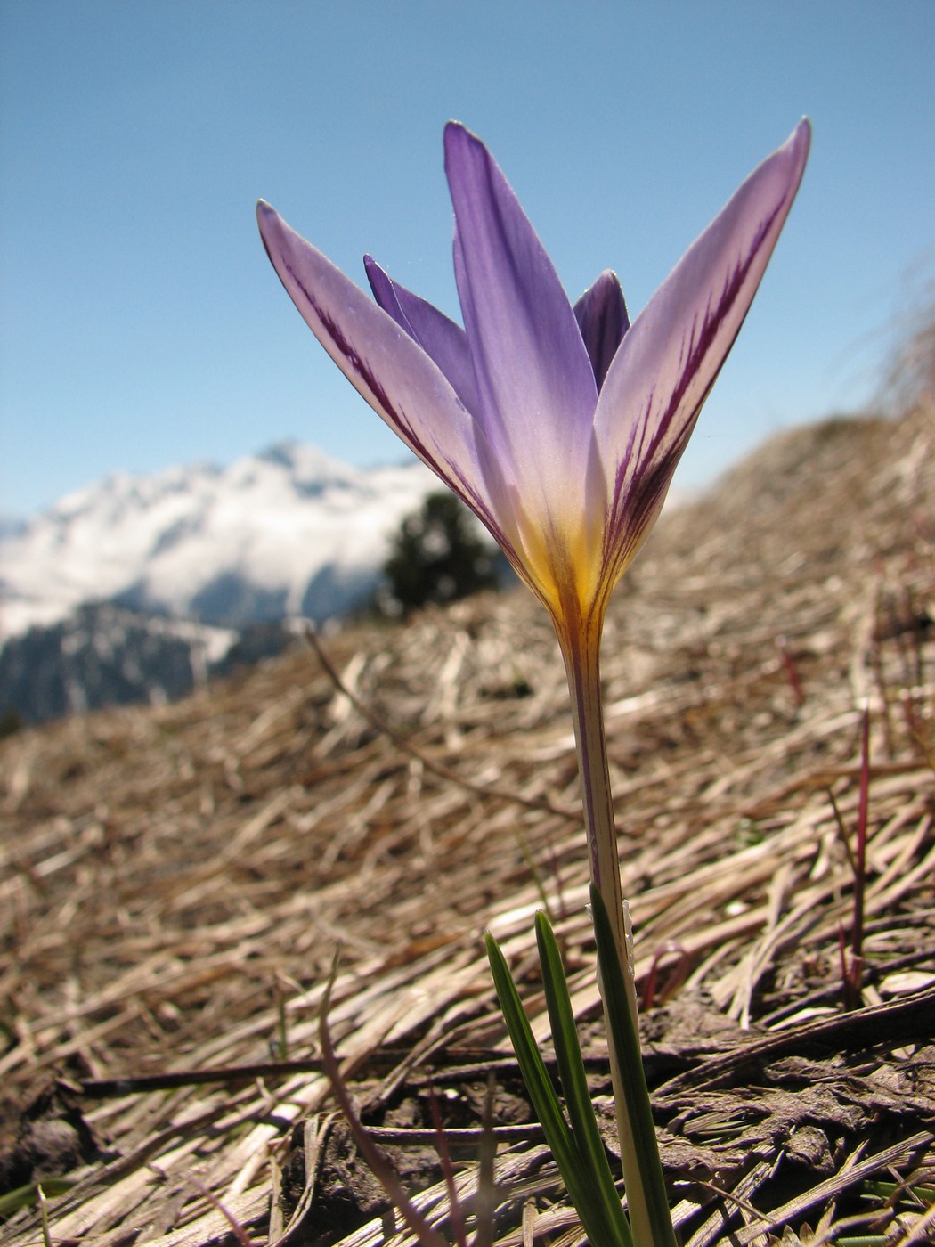 Изображение особи Crocus reticulatus.