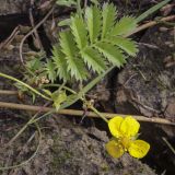 Potentilla anserina