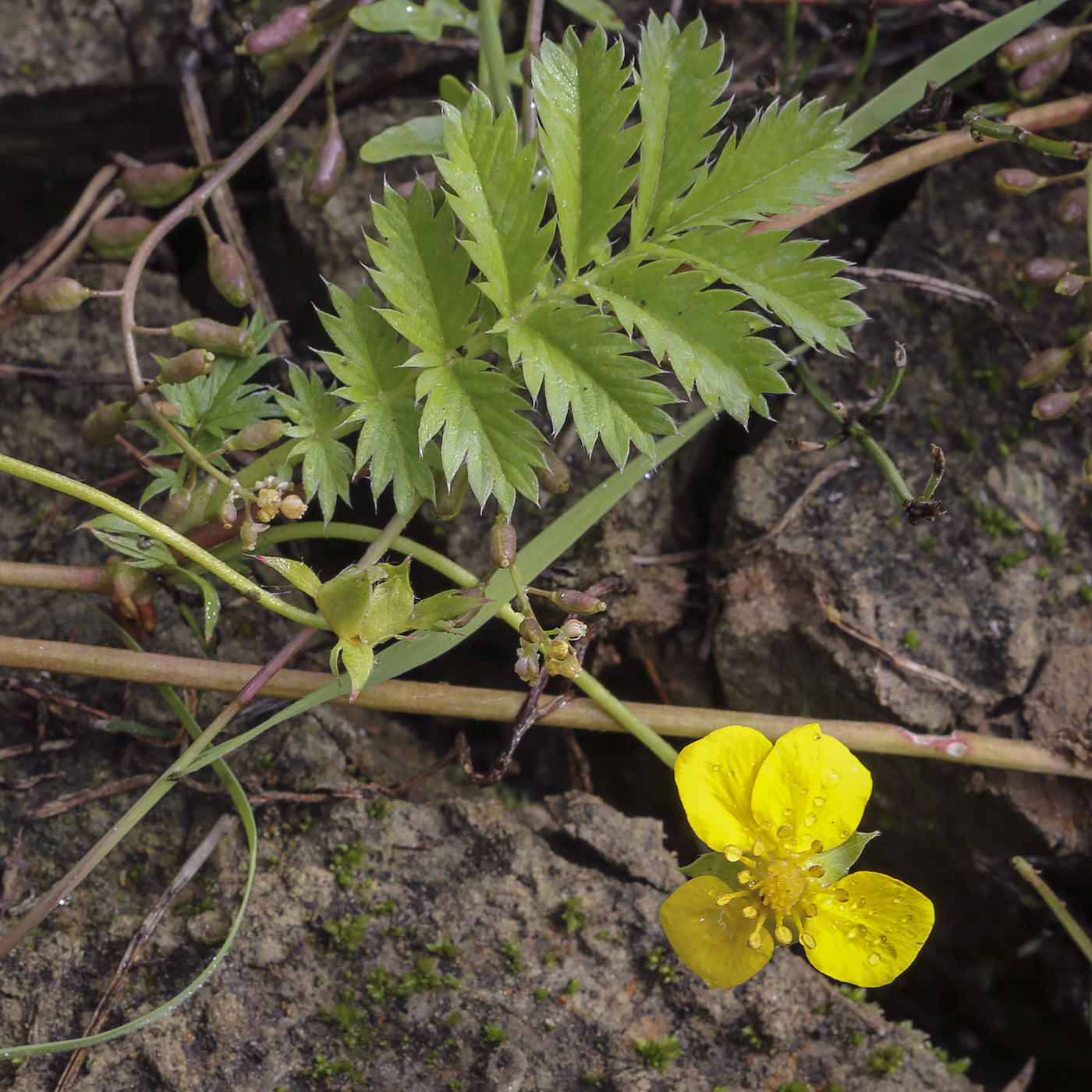 Image of Potentilla anserina specimen.