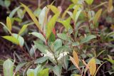 Gaultheria fragrantissima. Ветви с соцветиями. Бутан, дзонгхаг Тронгса, национальный парк \"Jigme Singye Wangchuck\". 09.05.2019.