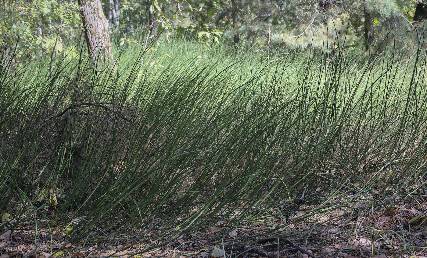 Image of Equisetum &times; moorei specimen.