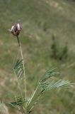 Astragalus angustissimus