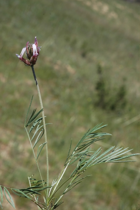 Изображение особи Astragalus angustissimus.