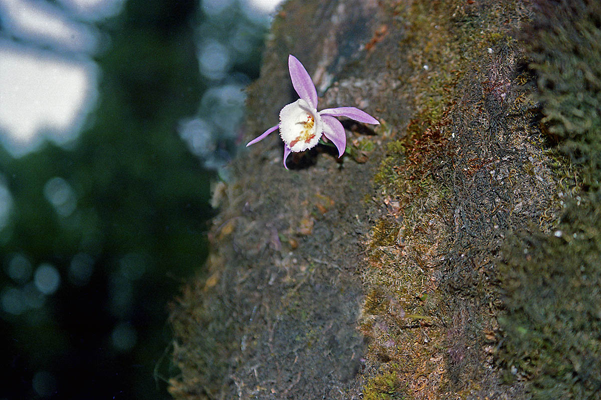 Изображение особи Pleione hookeriana.