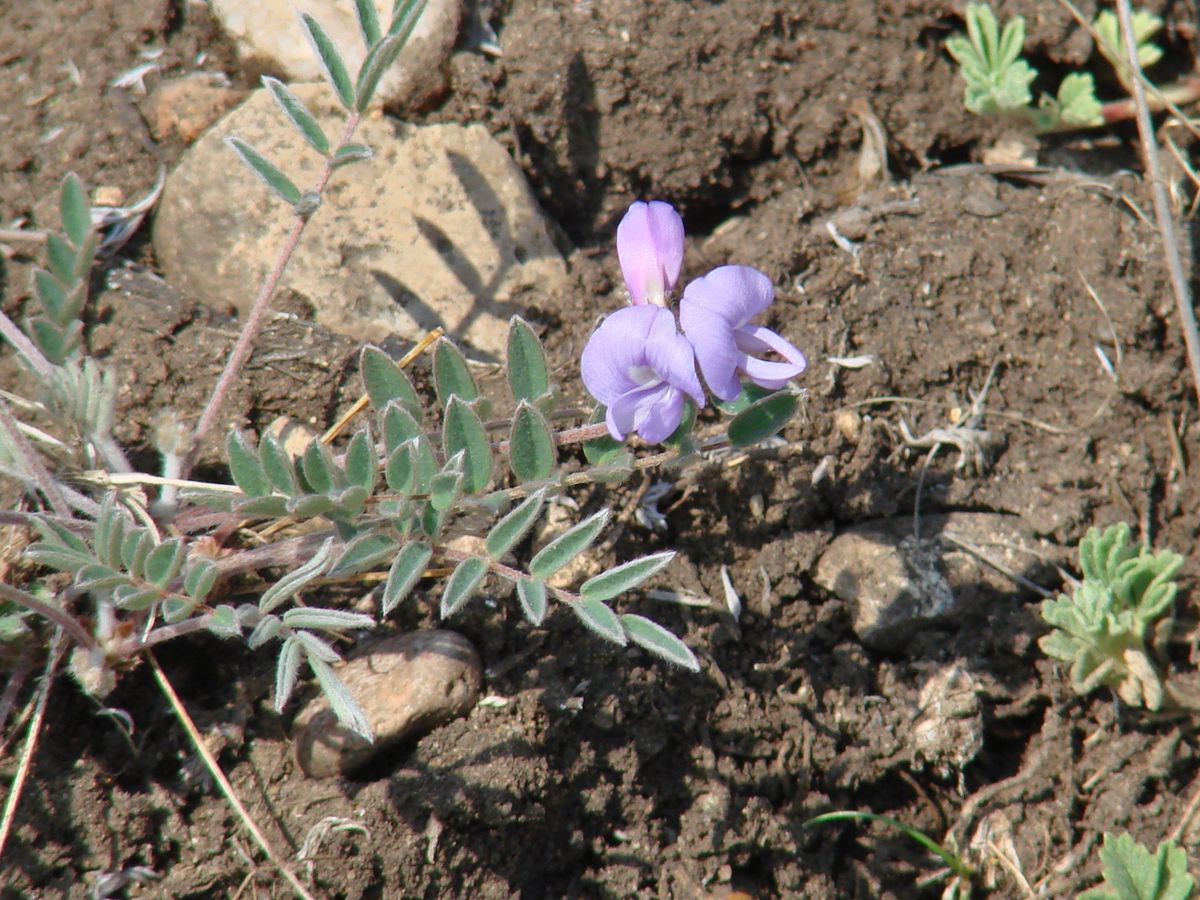 Image of Gueldenstaedtia verna specimen.