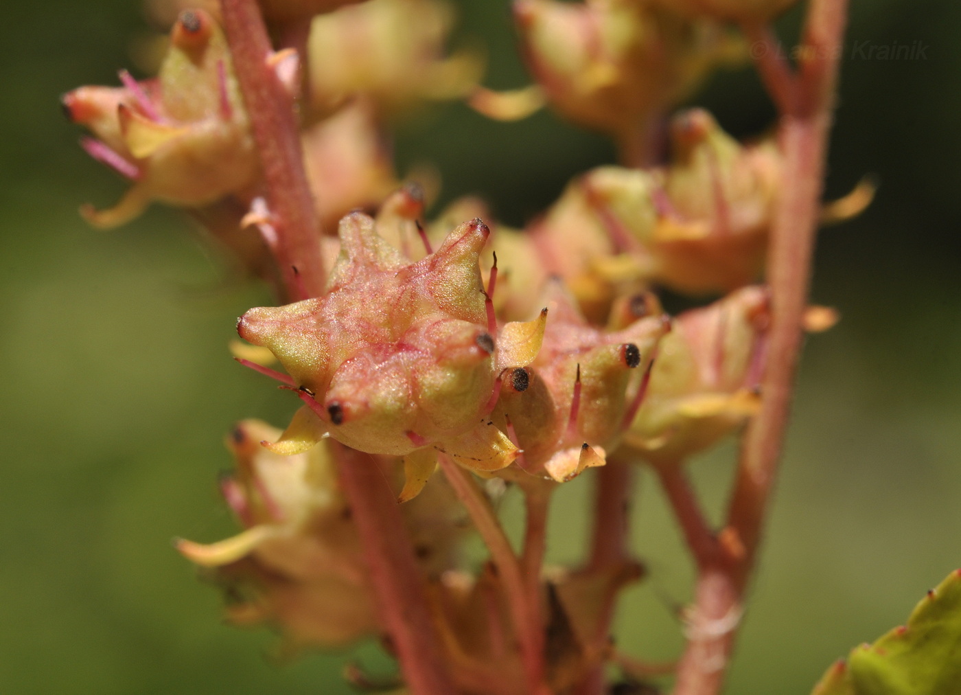 Изображение особи Penthorum chinense.