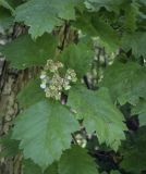 Crataegus chlorosarca