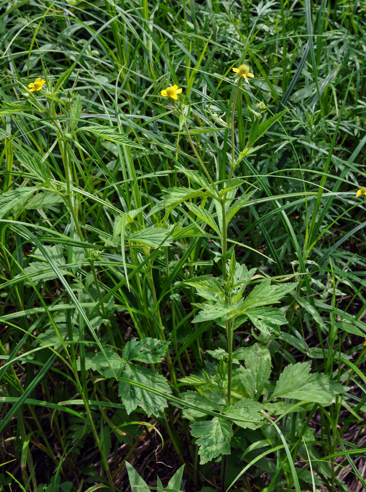 Изображение особи Geum aleppicum.