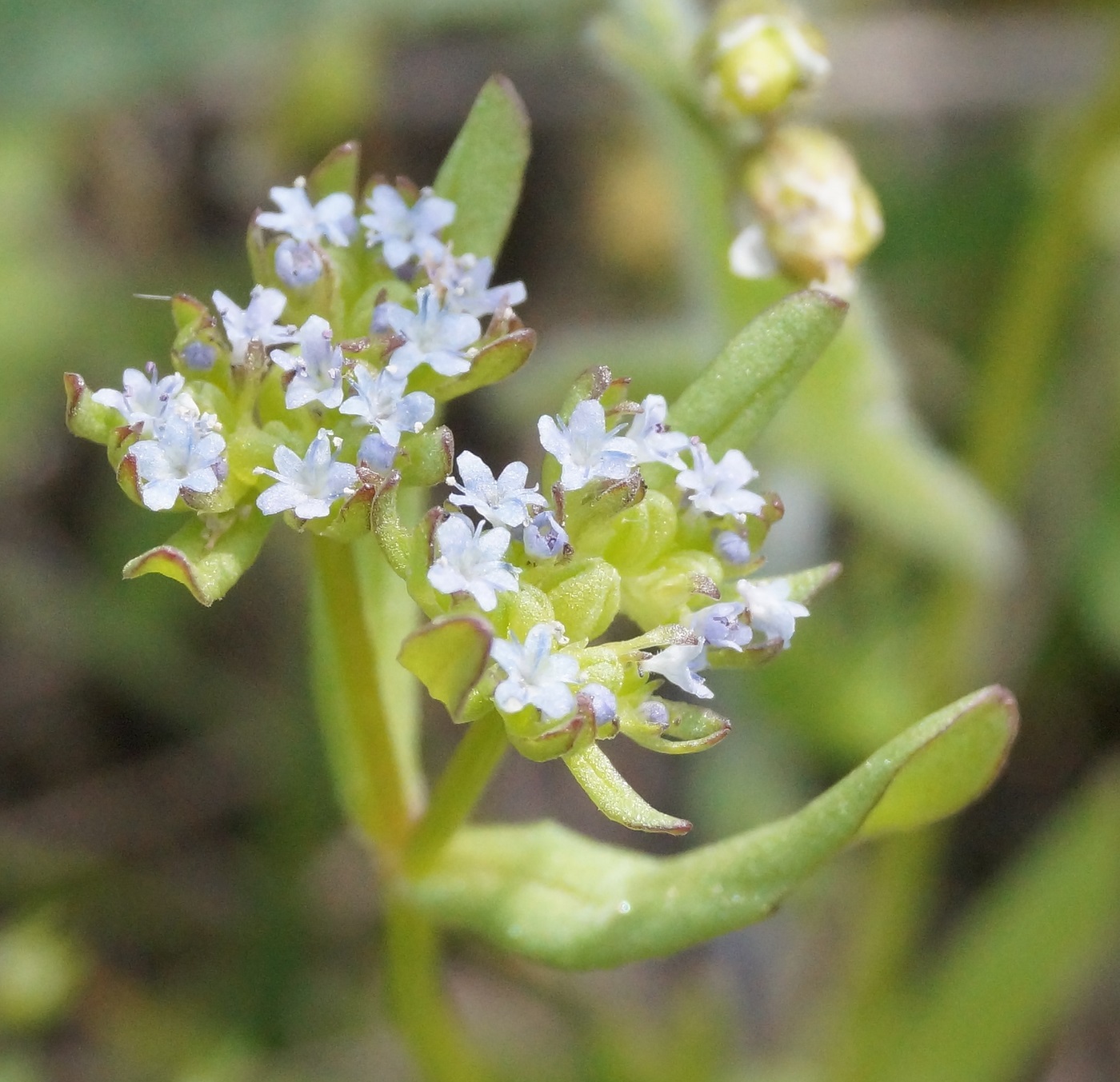 Изображение особи Valerianella costata.