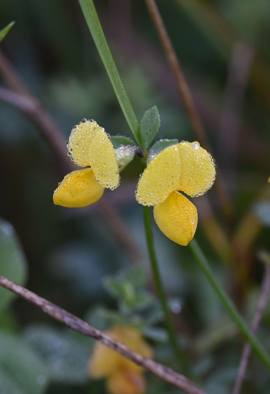 Изображение особи Lotus corniculatus.