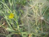 Tragopogon dubius subspecies major. Соплодие. Челябинская обл., Октябрьский р-н, с. Кочердык, ПП оз. Сладкое. 21.08.2010.