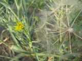 Tragopogon dubius подвид major. Соплодие. Челябинская обл., Октябрьский р-н, с. Кочердык, ПП оз. Сладкое. 21.08.2010.