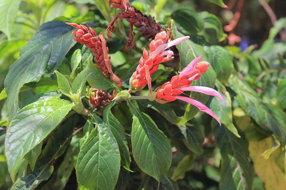 Image of Aphelandra sinclairiana specimen.