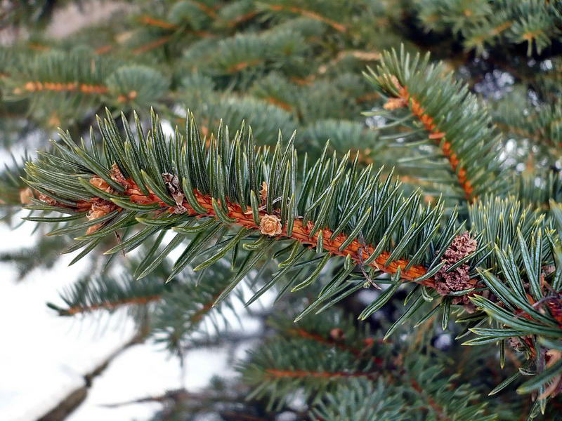 Image of Picea pungens specimen.