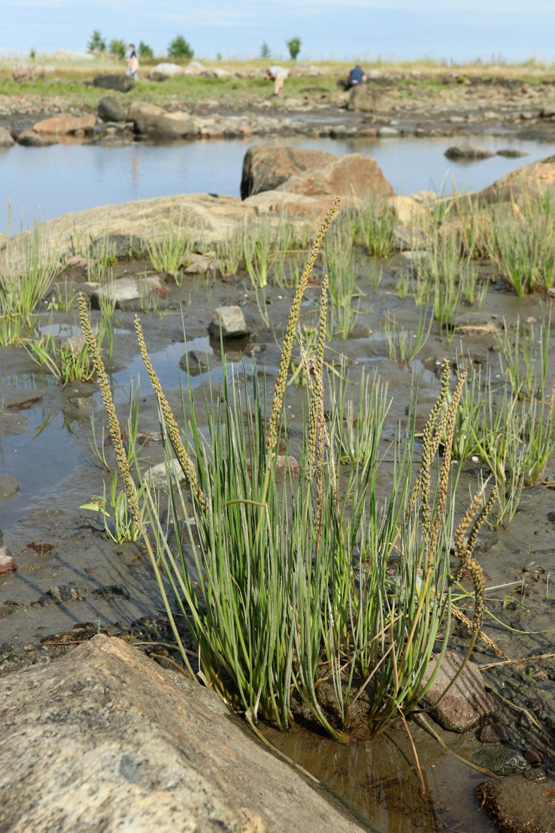 Image of Triglochin maritima specimen.