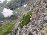 Gypsophila tenuifolia. Цветущее растение. Карачаево-Черкесия, Урупский р-н, Кавказский биосферный заповедник, Имеретинские озёра, дол. оз. Тихое, 2622 м н.у.м., на скале. 29.07.2022.