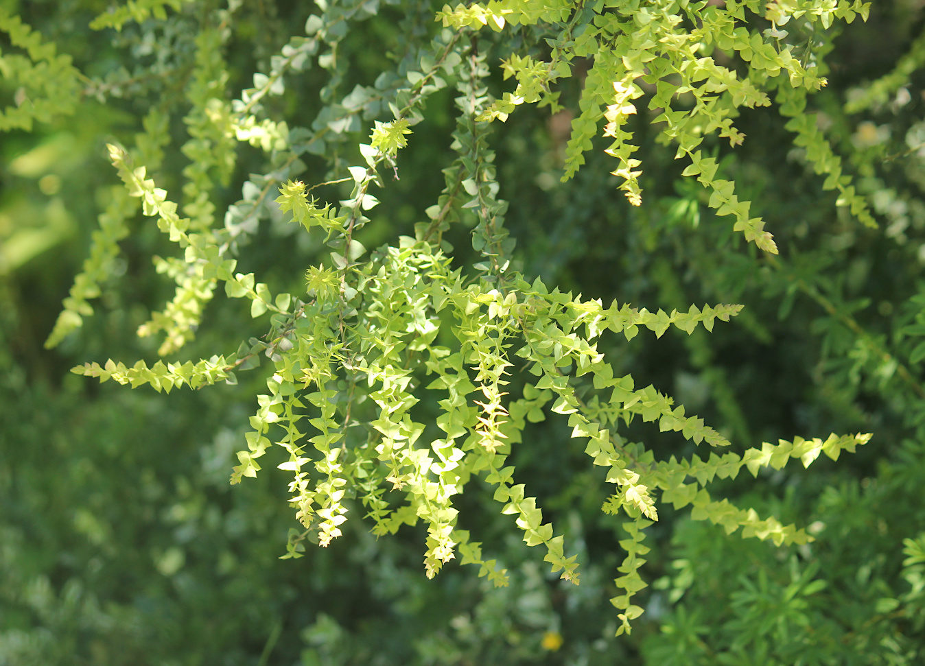 Image of Acacia pravissima specimen.