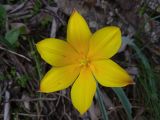 Tulipa ferganica