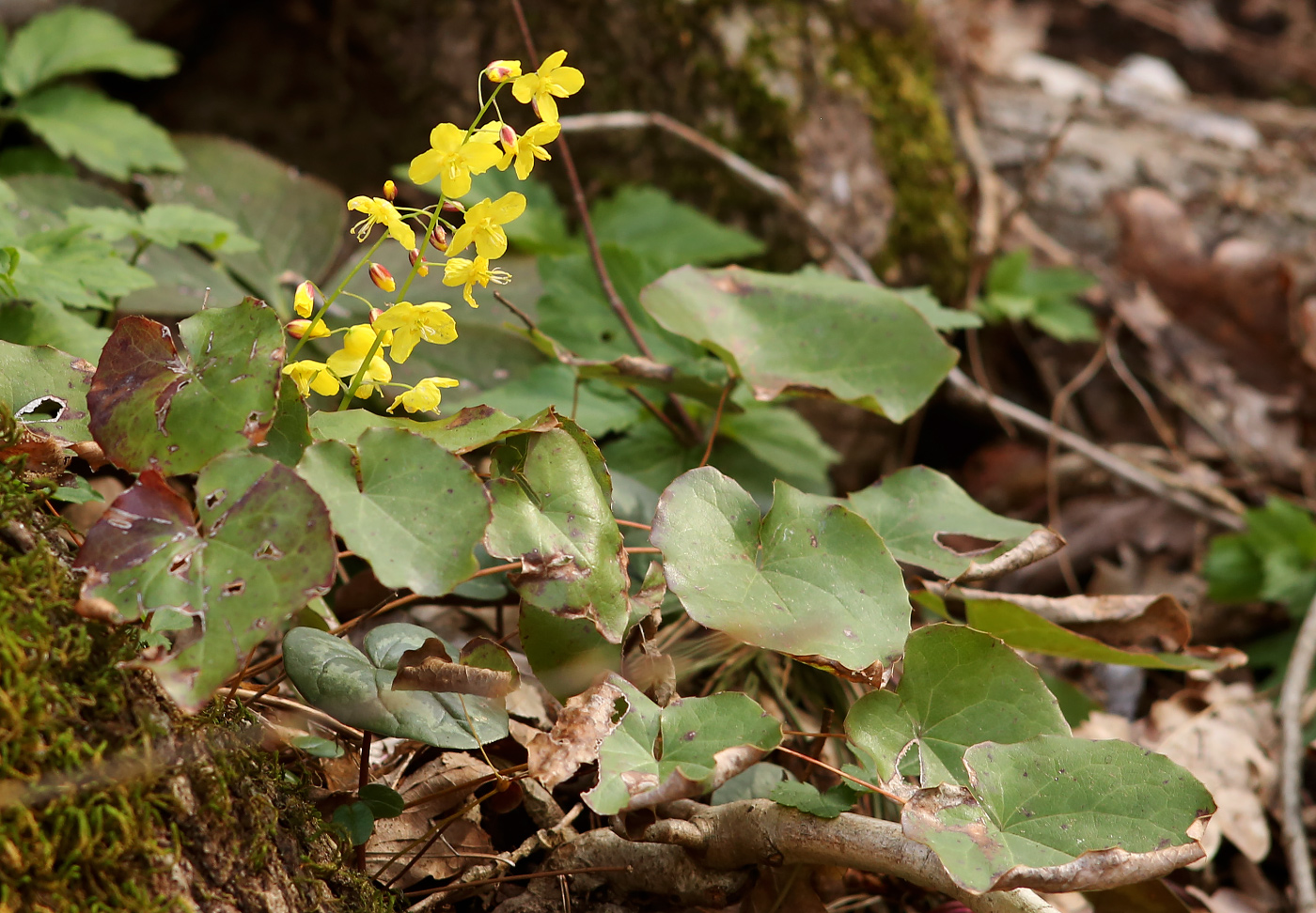 Image of Epimedium colchicum specimen.