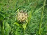 Cirsium oleraceum. Соцветие. Ярославская обл., Угличский р-н, берег р. Корожечна. 23.07.2008.