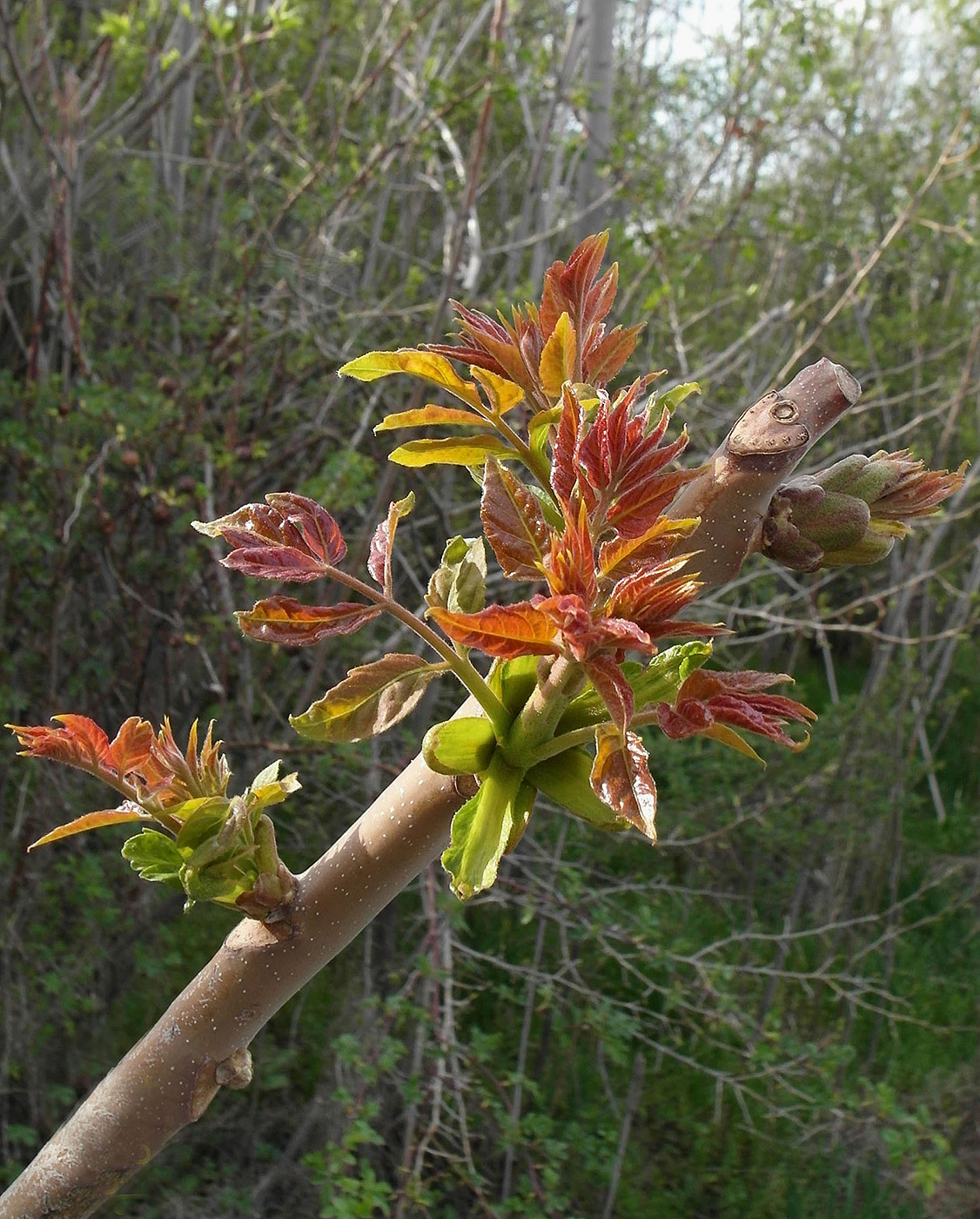 Изображение особи Ailanthus altissima.