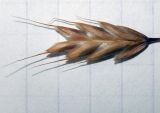 Bromus commutatus