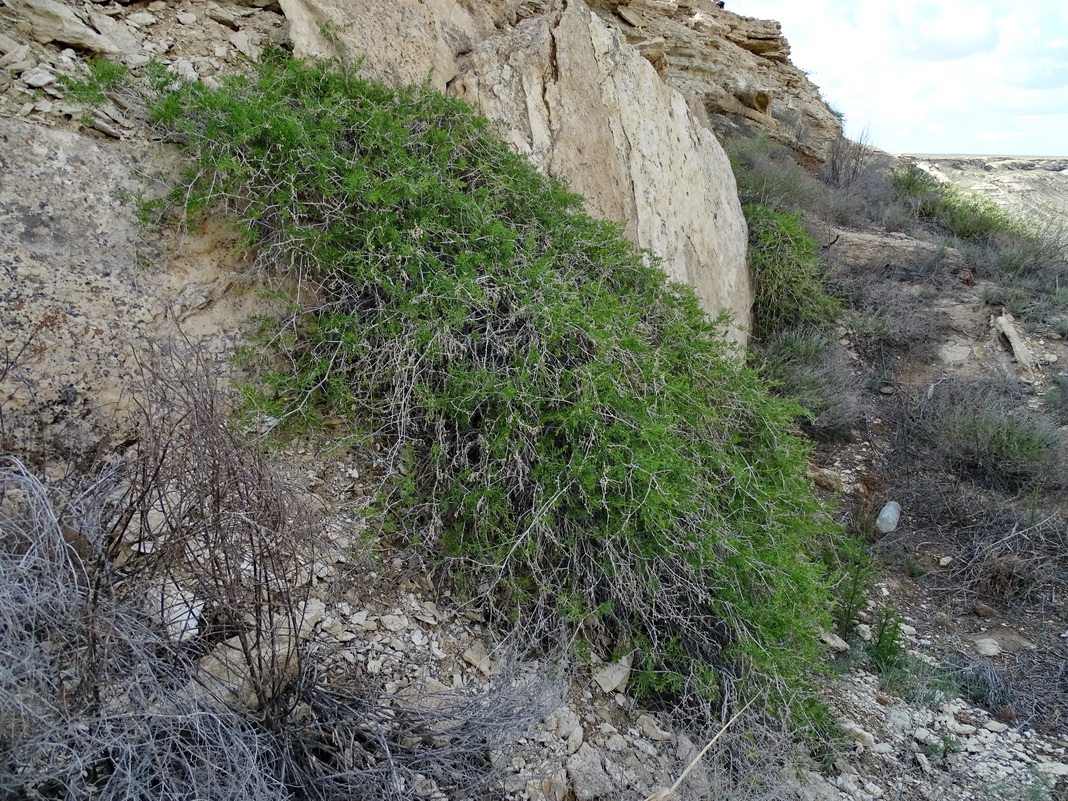 Image of Malacocarpus crithmifolius specimen.