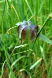 Fritillaria ruthenica