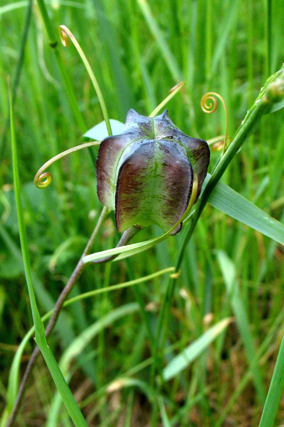 Изображение особи Fritillaria ruthenica.