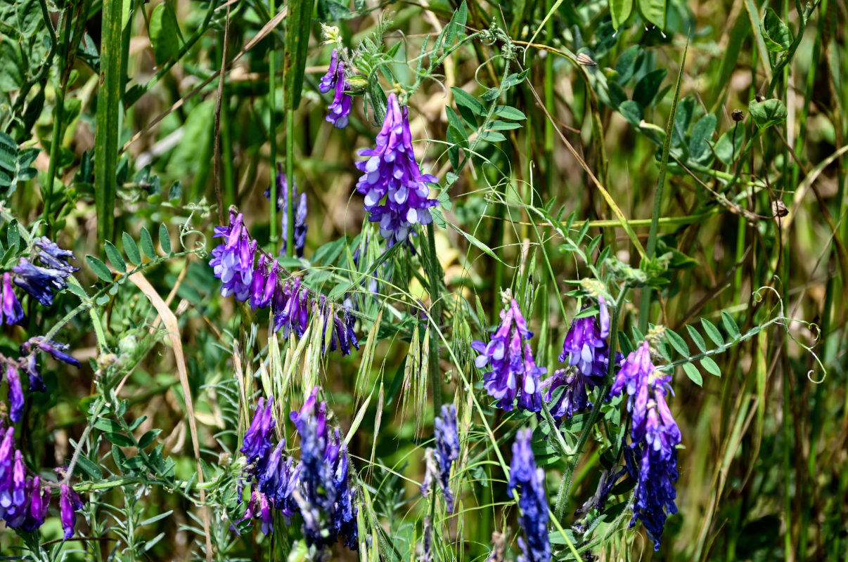 Изображение особи Vicia villosa.