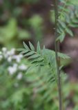 Polemonium caeruleum