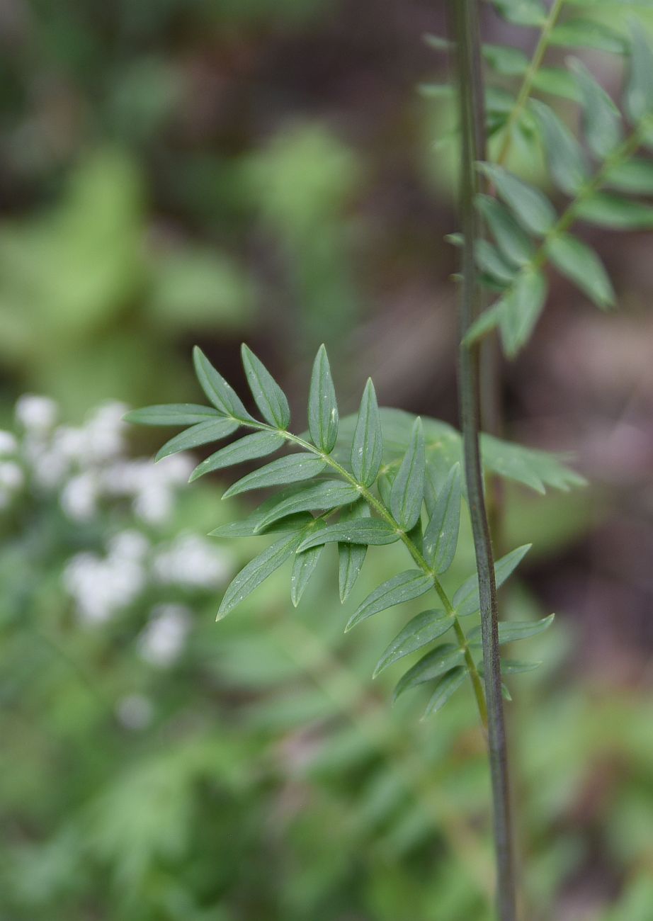 Image of Polemonium caeruleum specimen.