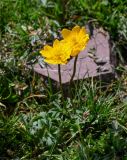 Trollius dschungaricus