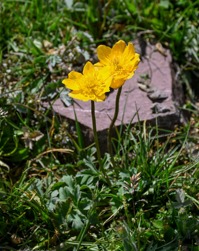 Изображение особи Trollius dschungaricus.