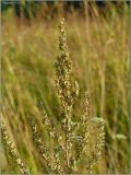 Artemisia vulgaris