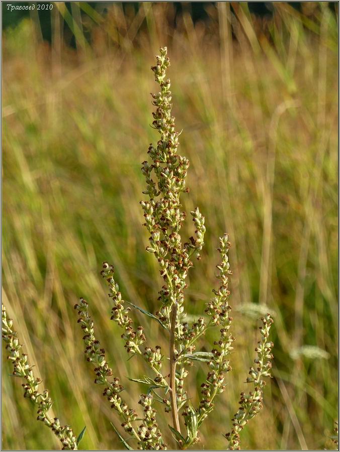 Image of Artemisia vulgaris specimen.