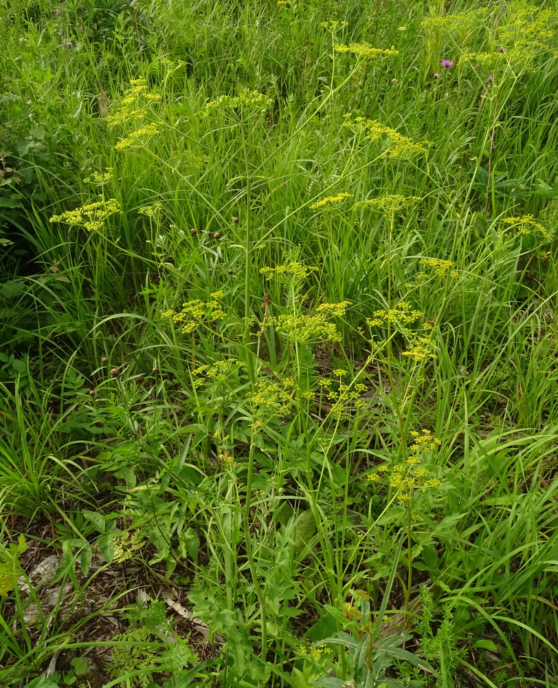 Изображение особи Pastinaca sylvestris.