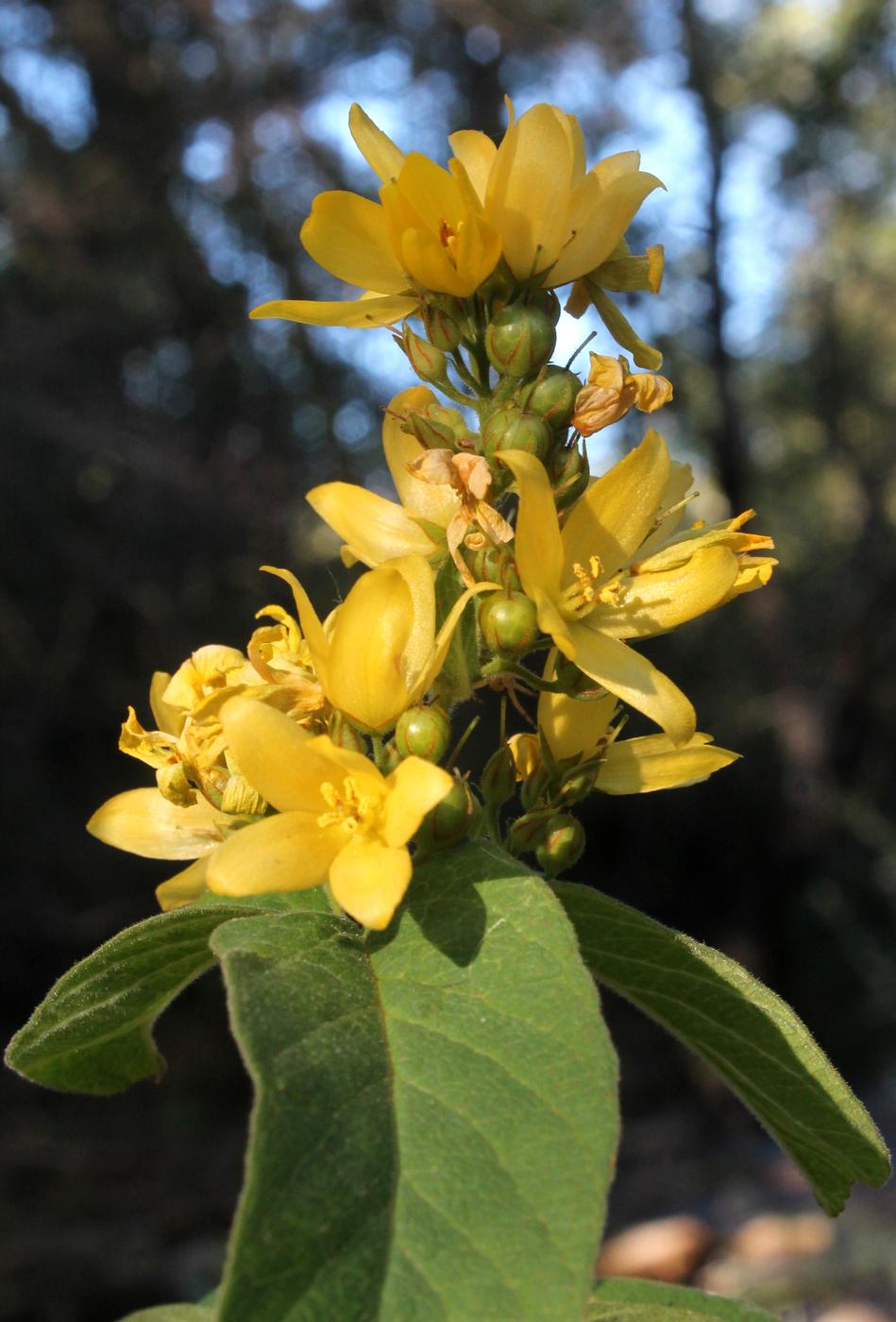 Image of Lysimachia vulgaris specimen.