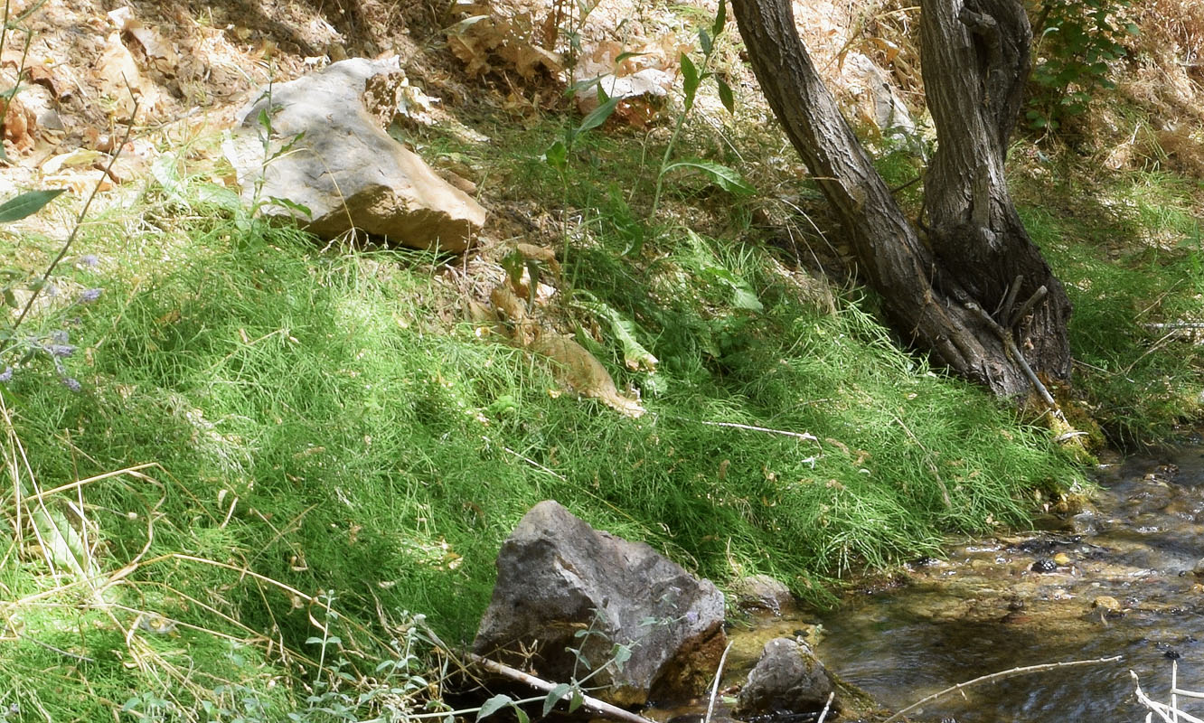 Image of Equisetum arvense specimen.