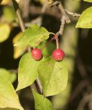 Malus baccata