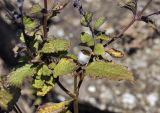 Isodon japonicus variety glaucocalyx. Часть побега. Приморский край, Уссурийский гор. округ, окр. с. Монакино, скалистая вершина небольшой сопки. 24.09.2023.