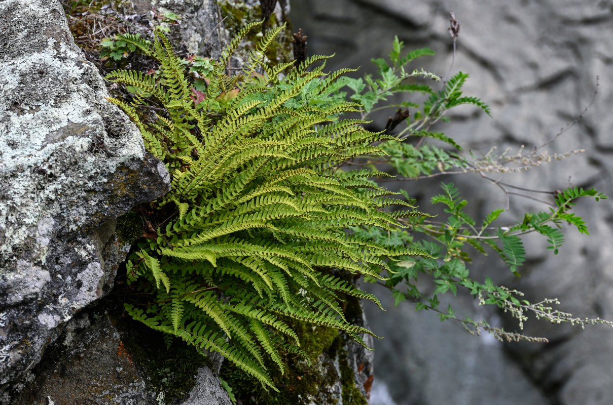 Image of Woodsia polystichoides specimen.